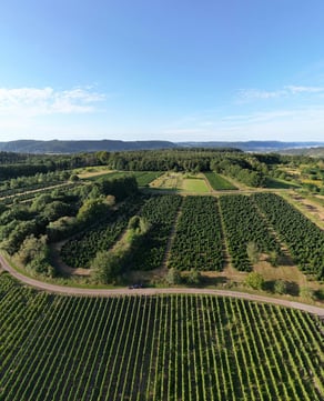 Bodega Nanni