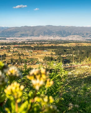 Cape Floral Region