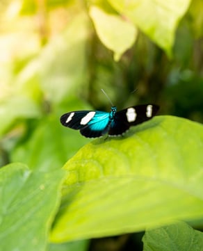 Butterfly Farm