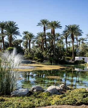 Desert Oasis