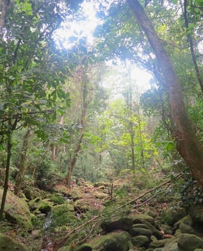 The Canopy Above