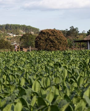 Viñales Valley