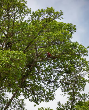 Macaws in Flight
