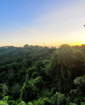 Tropical Rainforest
