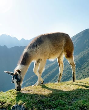 Resident Llamas