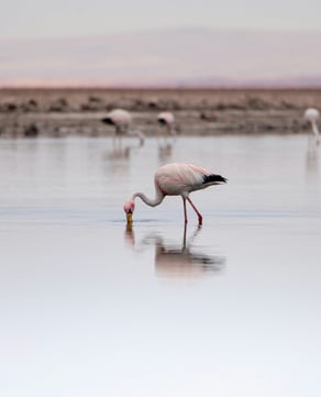 Salt Fields & Flamingos