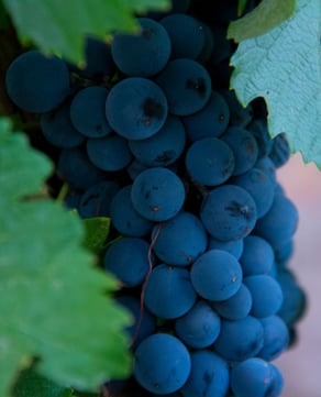 Lagarde Winery