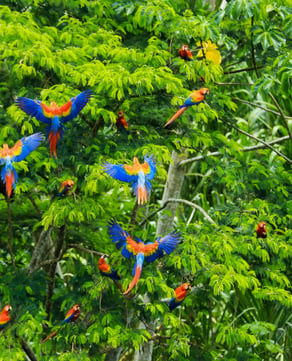 Manu Cloud Forest
