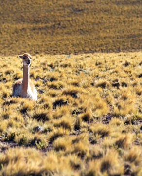 Llama Encounter