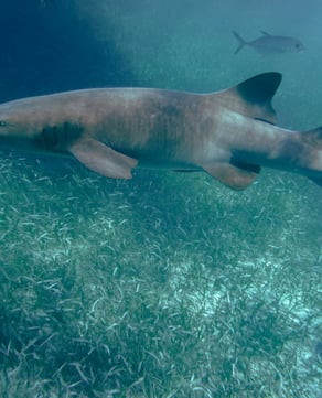 Shark Ray Alley