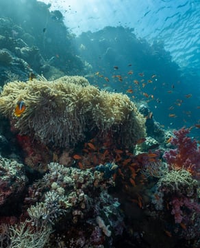Coral Formations