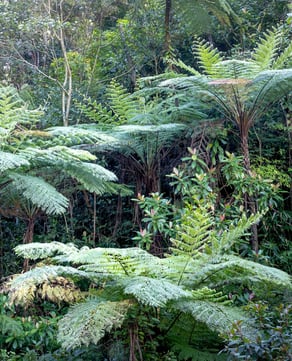 Amazon Rainforest