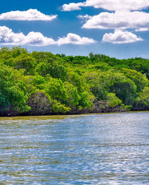 Mangrove Lagoon
