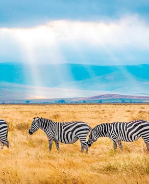 First Safari